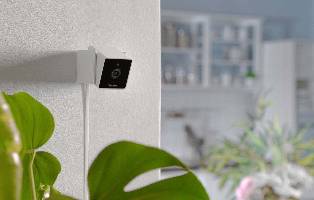 Petcube Camera Camera Petcube