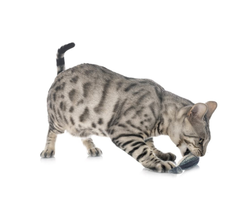 Pettecc Flippy Blue Fish Pet Toy Pettech