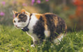 Tractive GPS Tracker CAT - Midnight Blue Tracker Tractive 